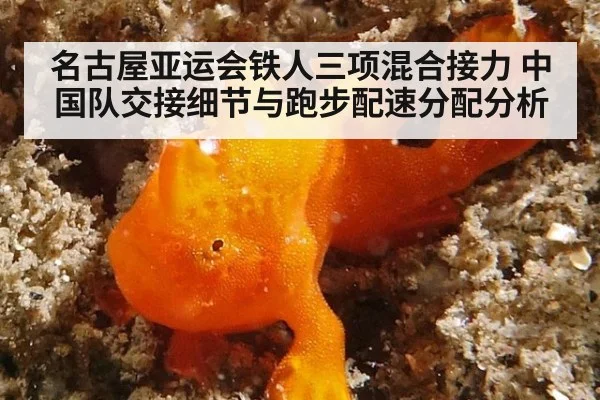 名古屋亚运会铁人三项混合接力 中国队交接细节与跑步配速分配分析